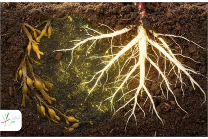 توضیحات عکس